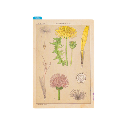 Hobonichi Pencil Board Tomitaro Makino Sottopagina per Original A6