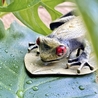Esterbrook Tree Frog Clip