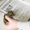 Esterbrook Tree Frog Clip